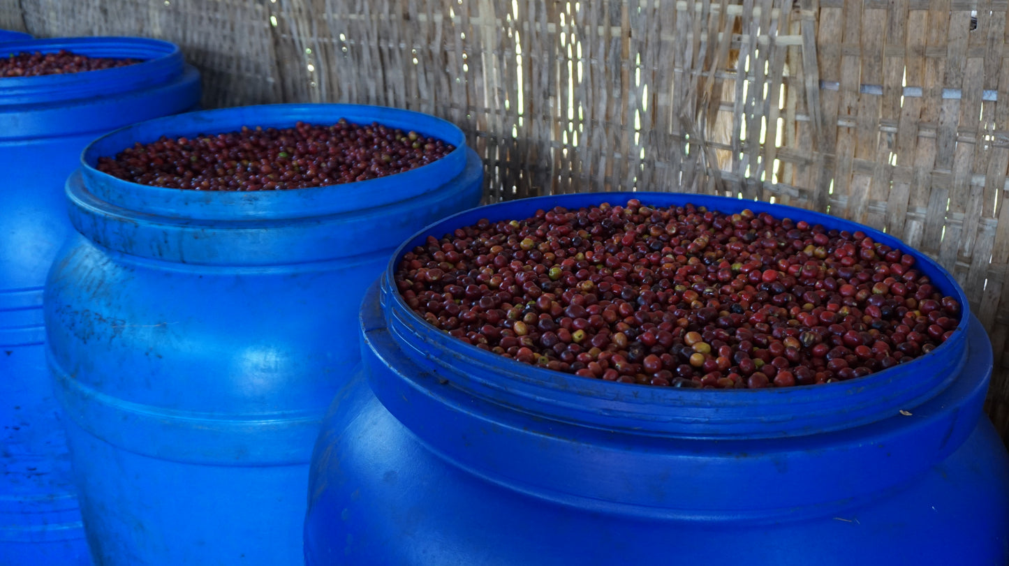 BONA ZURIA - Ethiopie